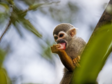 A common squirrel monkey playing in the treesの写真素材