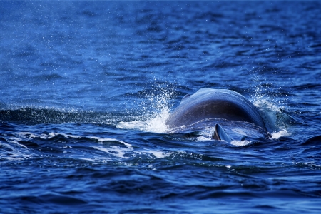 The back of a Sperm Whale in Norwegian watersの写真素材