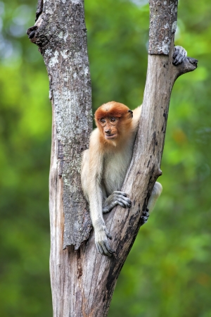 Proboscis monkey in the mangrove in Labuk Bay, Borneoの写真素材