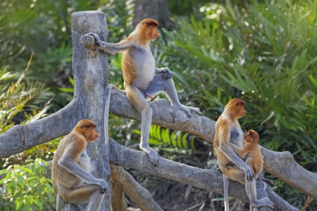 Proboscis monkeys in the mangrove in Labuk Bay, Borneoの写真素材