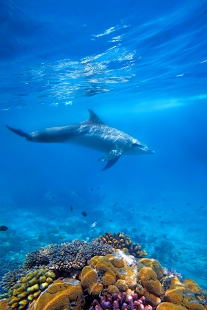 Wild Dolphin and corals in blue ocean of Zanzibarの写真素材