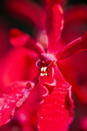 Close-up of a blooming orchid flower looking like a alienの写真素材