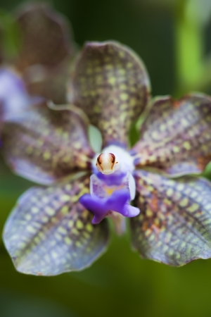 Close-up of a blooming orchid flower looking like an alienの写真素材