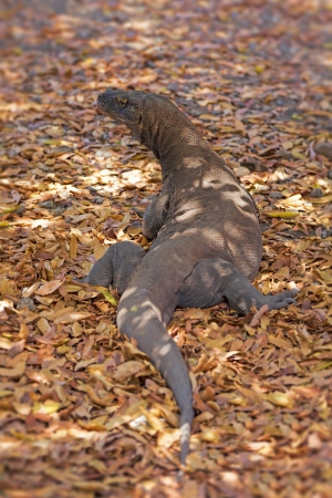 Komodo Dragon walking in the wild on Komodo Islandの写真素材