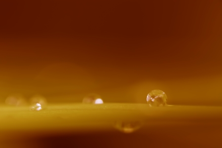 Raindrops on a leaf in warm sunset colorsの写真素材