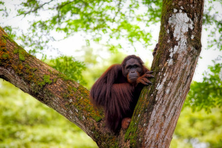 Orangutan in the jungle of Borneo, Malaysiaの写真素材