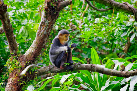 Red-shanked Douc in the forest of Cambodia