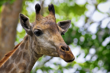 Giraffe head with neck on green backgroundの写真素材