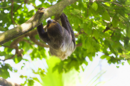 A Two-toed Sloth climbing down the tree in Manuel Antonio national parkの写真素材