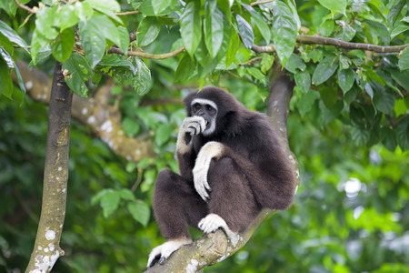 Gibbon monkey in Kota Kinabalu, Borneo, Malaysiaの写真素材