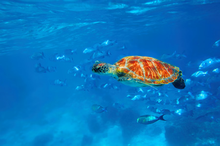 Hawksbill Sea Turtle in blue ocean at Similan Islandsの写真素材