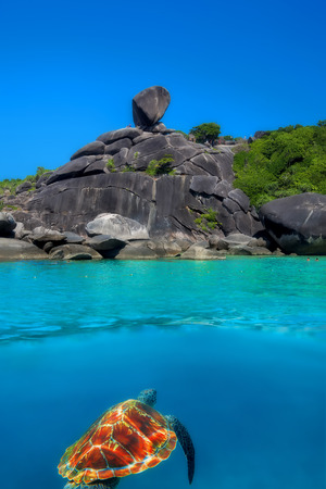 Hawksbill Turtle above and below at Similan Islandsの写真素材