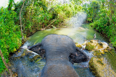 Elephant walking in a river in the jungleの写真素材