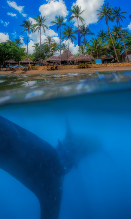 Tropical island and whale shark - above and below waterの写真素材