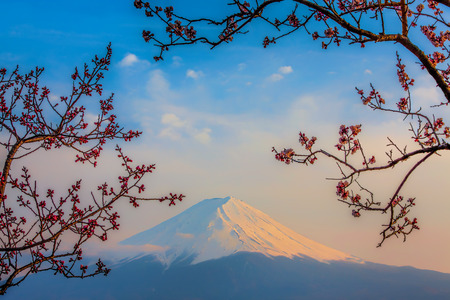 Mt Fuji and Cherry Blossoms at lake Kawaguchiの写真素材