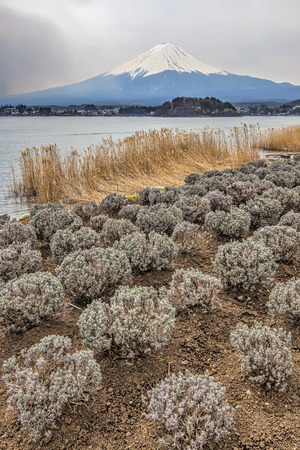 Mt Fuji in the spring seen from lake Kawaguchiの写真素材