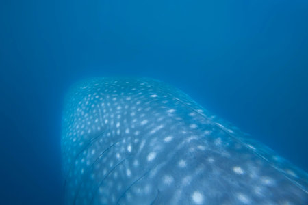 Whale Shark swimming in plankton-rich water at Donsol, Philippinesの写真素材