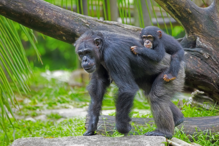 Common Chimpanzee with her child in the wildの写真素材