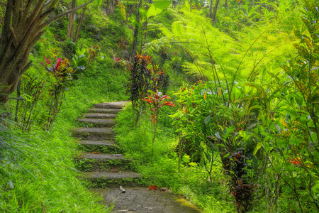 Green tropical jungle pathway on Bali, Indonesiaの写真素材