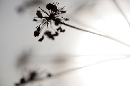 Artistic silhouette of flowers against the sun - shallow DOF