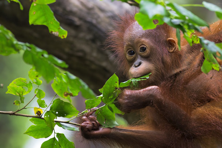 Borneo Orangutanの写真素材