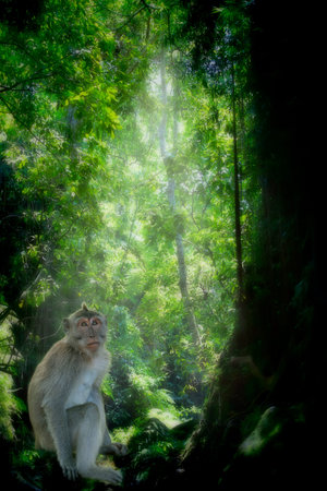 Long-tailed Macaque Monkey