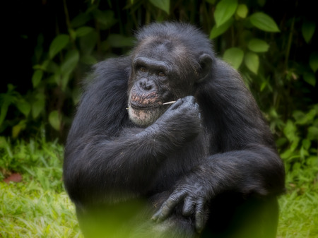 Common Chimpanzeeの写真素材