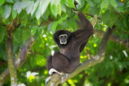 Gibbon Monkeyの写真素材