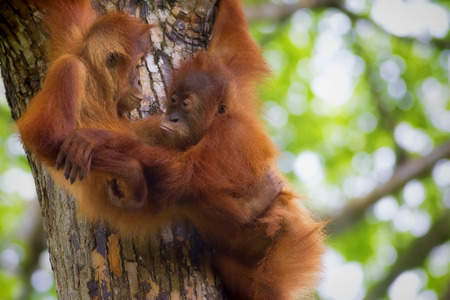 Borneo Orangutansの写真素材
