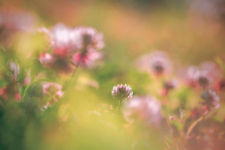 Vintage flowersの写真素材