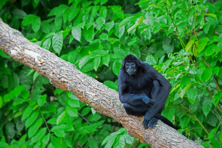 Spider Monkey in the green jungle of Costa Rica