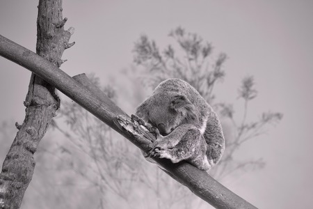 Artistic picture of a sleeping Koala Bearの写真素材