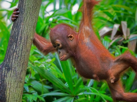 Orangutan in the jungle of Borneo, Malaysiaの写真素材