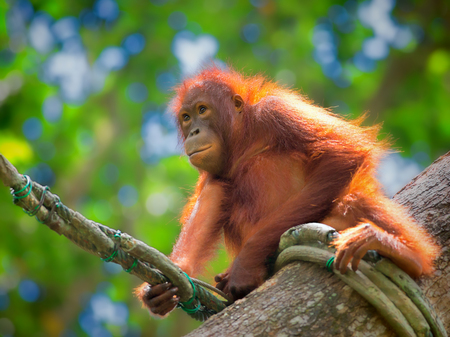Orangutan in the jungle of Borneo, Malaysiaの写真素材