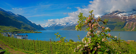 Blossoming season and mountains in Hardangerfjord in Norwayの写真素材