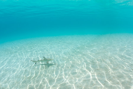 Baby Reef shark below water at Perhentian Islandの写真素材