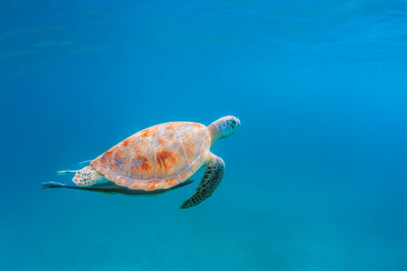 Green Turtle at Perhentian island, Malaysiaの写真素材