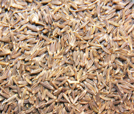 Fennel