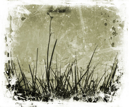 Grass and foliage on grunge backgroundの写真素材