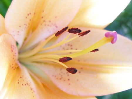 Extreme close up of a lily with very shallow depth of field usedの写真素材