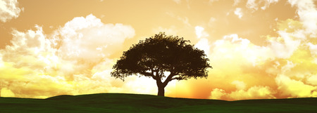 3D render of a sunset tree landscape in widescreenの写真素材