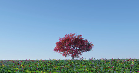 3d render of a maple tree in a poppy landscapeの写真素材