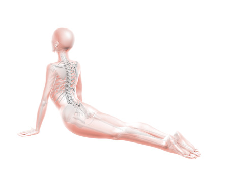 3D render of a female medical figure with spine in yoga positionの写真素材