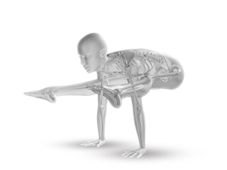3D render of a female medical figure with skeleton in yoga positionの写真素材