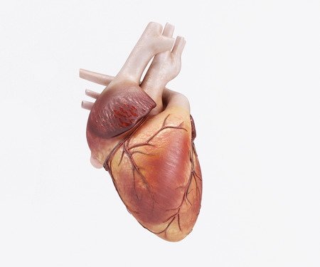 3D Render of a healthy Human Heart 3D Render of a healthy Human Heart
