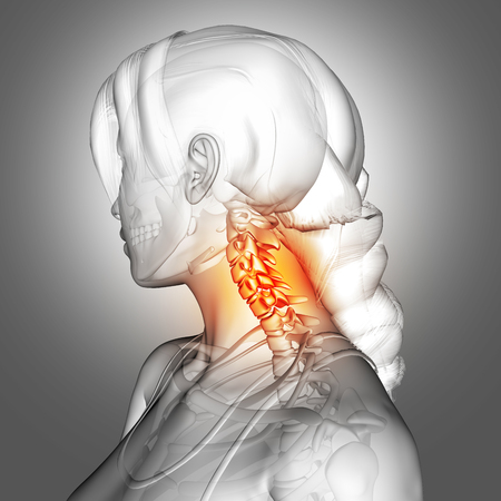 3D render of a female figure with neck bones highlightedの写真素材