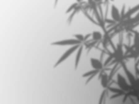 Defocussed plant shadow on a white wall
