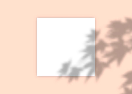 Display background with plant shadow overlayのイラスト素材