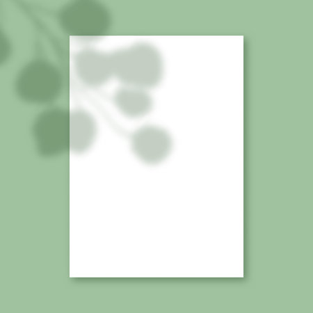 Plant shadow on a blank white paper backgroundのイラスト素材