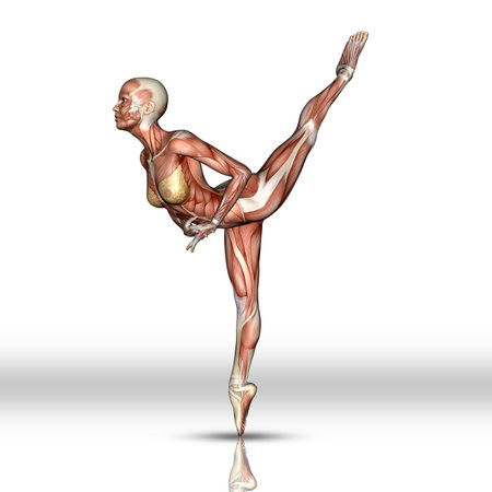 3D render of a female figure with muscle map in ballet poseの写真素材
